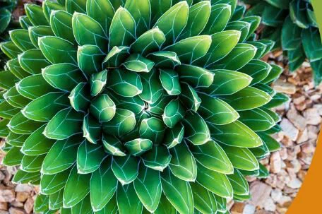 Agave inulin glycemic index