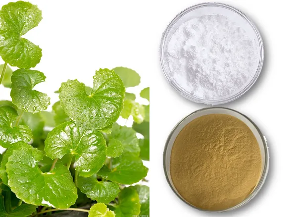 Sådan vælger du den rigtige Centella Asiatica -ekstrakt til din kosmetiske fo...