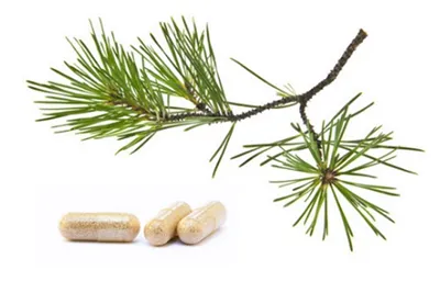 Larch Arabinogalactan i 2025: Vækstmuligheder for supplementsmærker