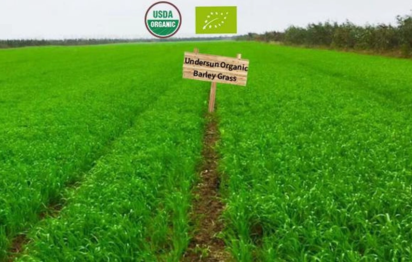 Organic Wheat grass planting base Organic Wheat grass planting base
