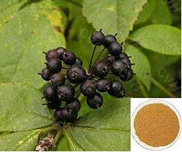 Sophora flavescens rodekstrakt producent