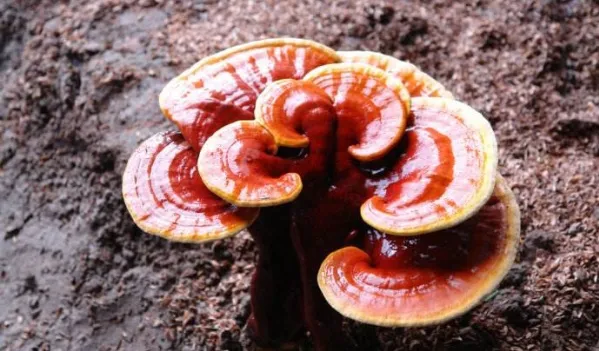 organisk reishi-svampekstrakt af ægte svampe