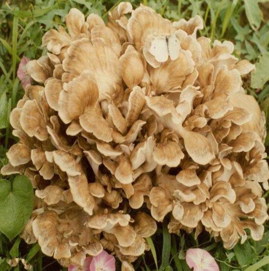 Ganoderma Lucidum ekstrakt fordele